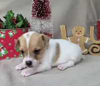 Westfork's "TANG" purebred JRT, a male Jack Russell Terrier for sale in Laurel, IN – Photo 2 of 7