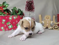 Westfork's "TANG" purebred JRT, a male Jack Russell Terrier for sale in Laurel, IN – Photo 7 of 7