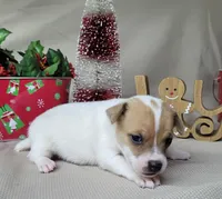 Westfork's "TANG" purebred JRT, a male Jack Russell Terrier for sale in Laurel, IN – Photo 5 of 7