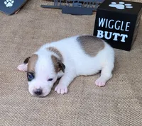 Jax purebred *Delivery available*, a male Jack Russell Terrier for sale in Laurel, IN – 4 of 6