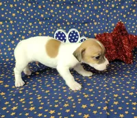 Racer CKC purebred *Delivery*, a male Jack Russell Terrier for sale in Laurel, IN – 4 of 5