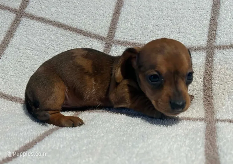 AKC Wynona *Delivery Available* – Miniature Dachshund puppy for sale in Laurel, IN