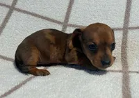 AKC Wynona *Delivery Available*, a female Miniature Dachshund for sale in Laurel, IN – 1 of 4