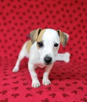 Jinx purebred JRT , a female Jack Russell Terrier for sale in Laurel, IN – 5 of 8