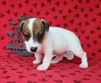 CKC Pax *Delivery available*, a male Jack Russell Terrier for sale in Laurel, IN – 5 of 6