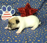 CKC "Pogo" delivery available , a male Jack Russell Terrier for sale in Laurel, IN – 4 of 6
