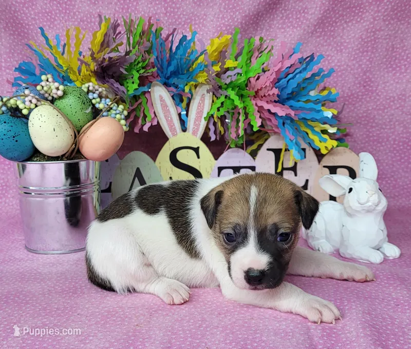 Lassi CKC purebred JRT