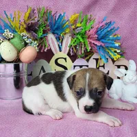 Lassi CKC purebred JRT, a female Jack Russell Terrier for sale in Laurel, IN – Photo 1 of 6