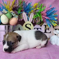 Lassi CKC purebred JRT, a female Jack Russell Terrier for sale in Laurel, IN – Photo 4 of 6
