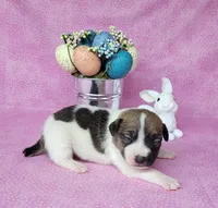 Lassi CKC purebred JRT, a female Jack Russell Terrier for sale in Laurel, IN – Photo 1 of 5