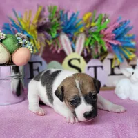 Lassi CKC purebred JRT, a female Jack Russell Terrier for sale in Laurel, IN – Photo 3 of 6