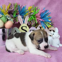 Lassi CKC purebred JRT, a female Jack Russell Terrier for sale in Laurel, IN – Photo 6 of 6