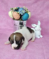 Lassi CKC purebred JRT, a female Jack Russell Terrier for sale in Laurel, IN – Photo 3 of 5