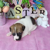 Lassi CKC purebred JRT, a female Jack Russell Terrier for sale in Laurel, IN – Photo 2 of 6
