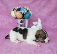 Lassi CKC purebred JRT, a female Jack Russell Terrier for sale in Laurel, IN – Photo 5 of 5