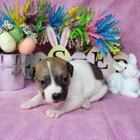 Lassi CKC purebred JRT, a female Jack Russell Terrier for sale in Laurel, IN – Photo 5 of 6