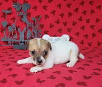 CKC Tina Delivery Available , a female Jack Russell Terrier for sale in Laurel, IN – 5 of 5
