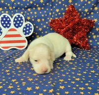 AKC Laci Cream female, a female Miniature Dachshund for sale in Laurel, IN – 5 of 8