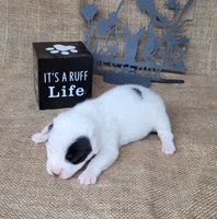 Prince CKC Registered  purebred , a male Jack Russell Terrier for sale in Laurel, IN – 7 of 7