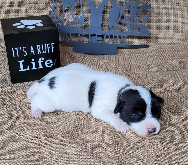 Piper purebred Jack Russell Terrier  – Jack Russell Terrier puppy for sale in Laurel, IN