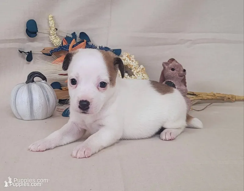 CKC Nova JRT Purebred *Delivery* – Jack Russell Terrier puppy for sale in Laurel, IN