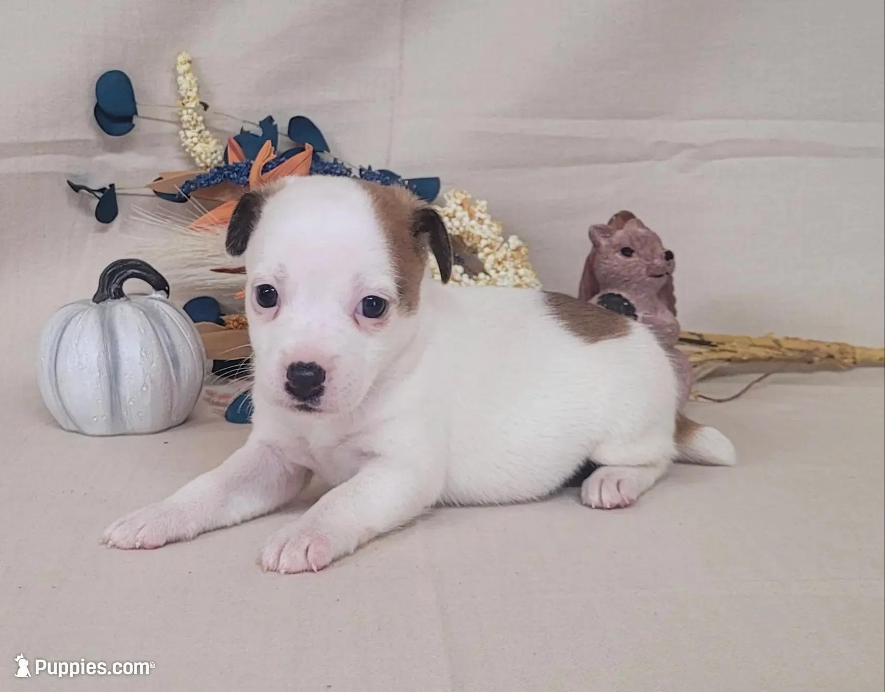 CKC Nova JRT Purebred *Delivery*, a female Jack Russell Terrier for sale in Laurel, IN – 1 of 6