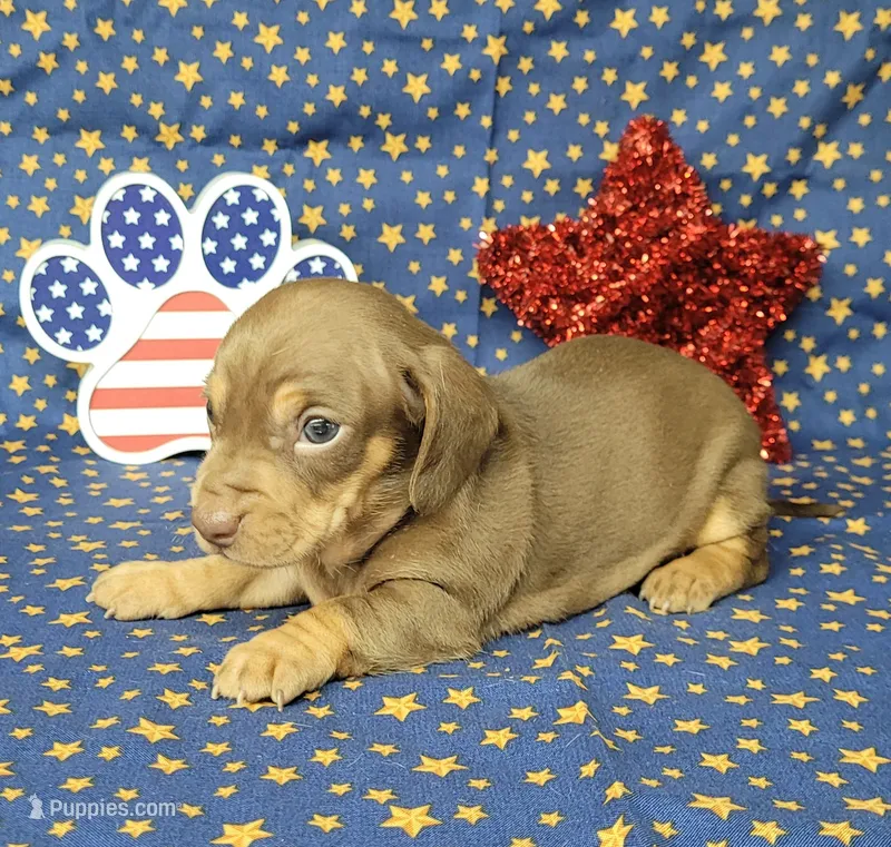 Cora AKC *Delivery* – Miniature Dachshund puppy for sale in Laurel, IN