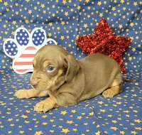 Cora AKC *Delivery*, a female Miniature Dachshund for sale in Laurel, IN – 1 of 6