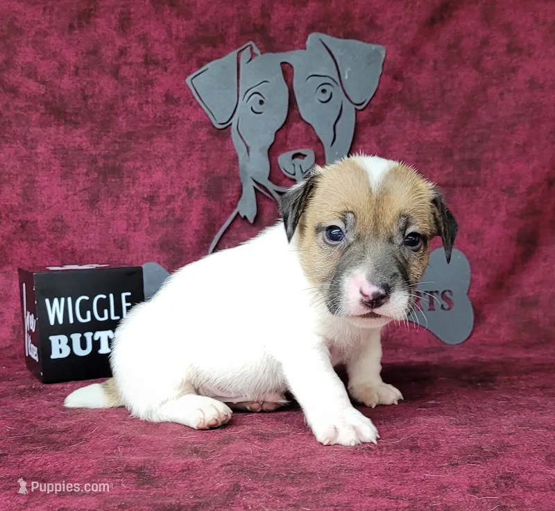 CKC "Pogo" delivery available  – Jack Russell Terrier puppy for sale in Laurel, IN