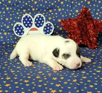Percy CKC delivery available , a male Jack Russell Terrier for sale in Laurel, IN – 7 of 7