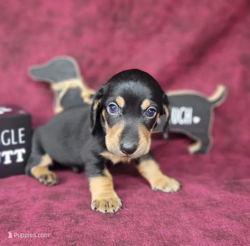 AKC "Levi" purebred – Miniature Dachshund puppy for sale in Laurel, IN