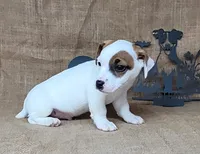 NASH CKC Reg purebred, a male Jack Russell Terrier for sale in Laurel, IN – 4 of 7