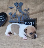 JoJo CKC *delivery available*, a female Jack Russell Terrier for sale in Laurel, IN – 1 of 6