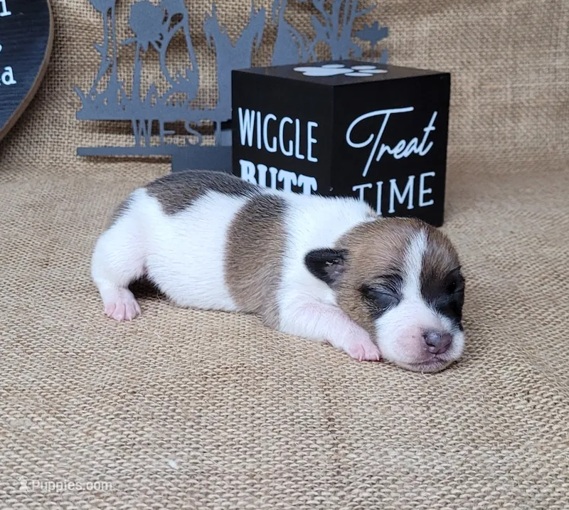 Rebel *Delivery available* – Jack Russell Terrier puppy for sale in Laurel, IN