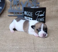 Rebel *Delivery available*, a male Jack Russell Terrier for sale in Laurel, IN – 1 of 8
