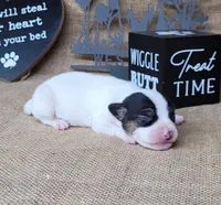Ricochet purebred JRT, a male Jack Russell Terrier for sale in Laurel, IN – 2 of 5