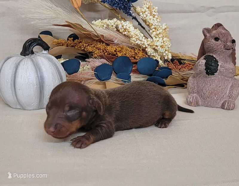 AKC Herman delivery available  – Miniature Dachshund puppy for sale in Laurel, IN