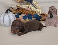 AKC Herman delivery available , a male Miniature Dachshund for sale in Laurel, IN – 1 of 4