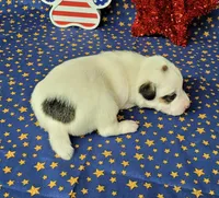 Percy CKC delivery available , a male Jack Russell Terrier for sale in Laurel, IN – 3 of 7