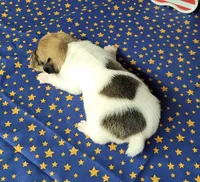 CKC "Puck", a male Jack Russell Terrier for sale in Laurel, IN – 6 of 6