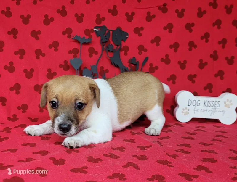 Riggs CKC male – Jack Russell Terrier puppy on hold in Laurel, IN