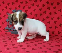 CKC Pax *Delivery available*, a male Jack Russell Terrier for sale in Laurel, IN – 2 of 6