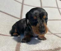 AKC Woody *Delivery Available*, a male Miniature Dachshund for sale in Laurel, IN – 6 of 6