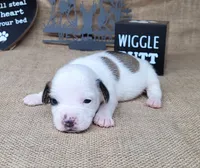 Jinx purebred JRT , a female Jack Russell Terrier for sale in Laurel, IN – 6 of 6
