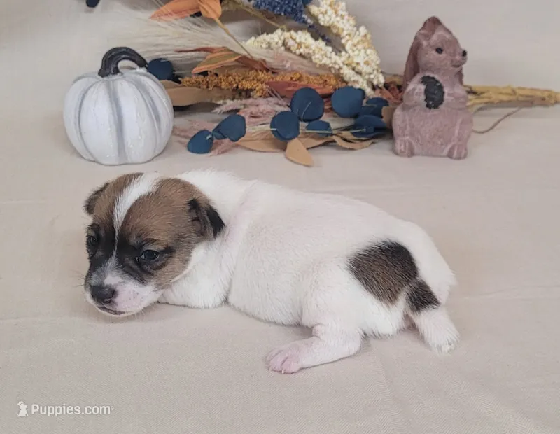 Tara purebred JRT *Delivery available* – Jack Russell Terrier puppy for sale in Laurel, IN