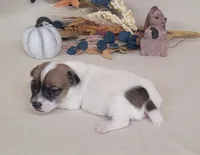 Tara purebred JRT *Delivery available*, a female Jack Russell Terrier for sale in Laurel, IN – 1 of 5