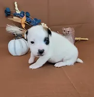 Nash CKC Registered , a male Jack Russell Terrier for sale in Laurel, IN – 7 of 8
