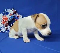 Jax purebred *Delivery available*, a male Jack Russell Terrier for sale in Laurel, IN – 4 of 6