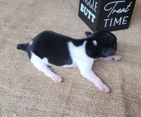 Romeo purebred JRT, a male Jack Russell Terrier for sale in Laurel, IN – 5 of 5