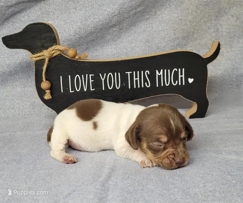 Hank AKC – Miniature Dachshund puppy for sale in Laurel, IN